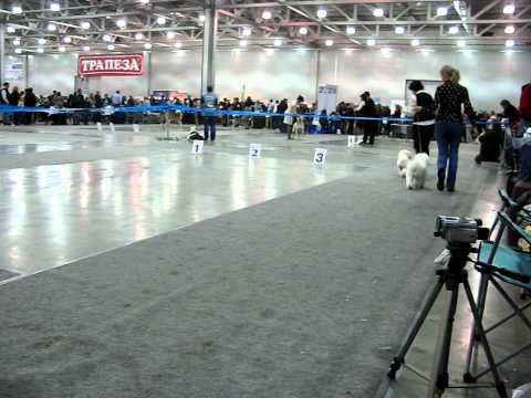 Россия-2011 ринг бишон фризе