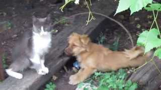 Кот-боксёр и щенок Харьков Boxer cat and puppy Kharkov Кот-боксёр и щенок Харьков Boxer cat and puppy Kharkov