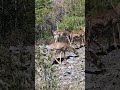 #deer #halifax #canada #novascotia #spring #sunnyday #dartmouth #bedford #uzbekcanada #uzbektrading