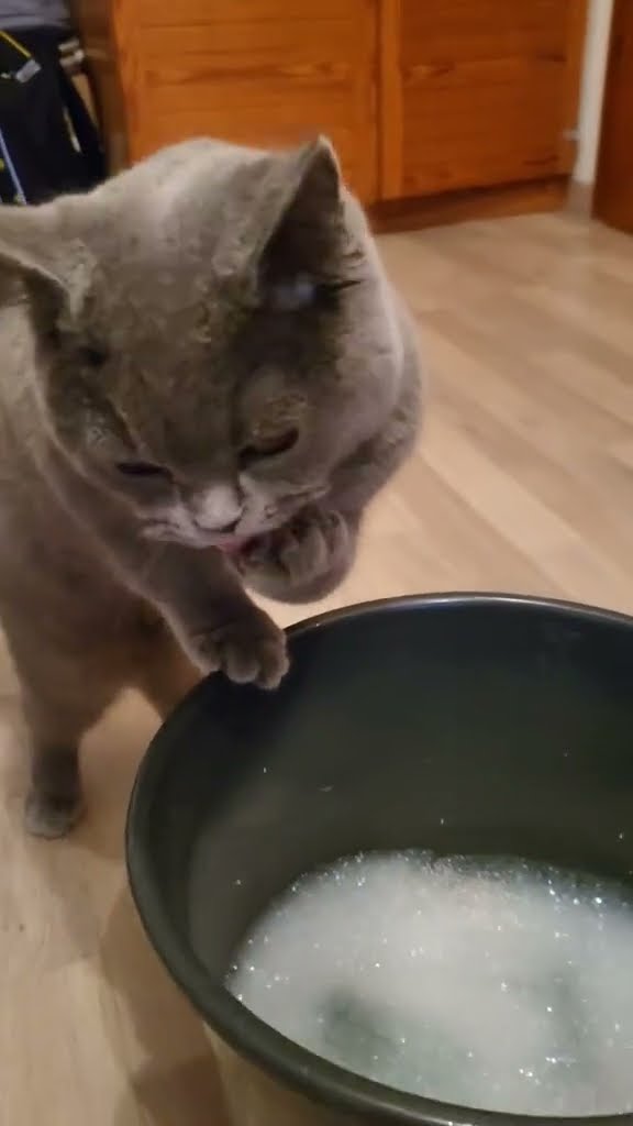 but we saw him doing it and decided to film it. we don't actually let him eat the foam.