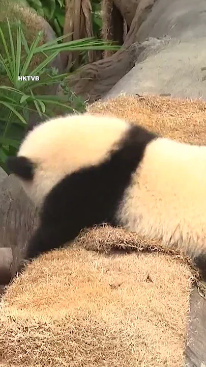 Hong Kong twin pandas turn one