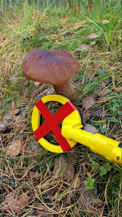 Signal is coming from the mushroom