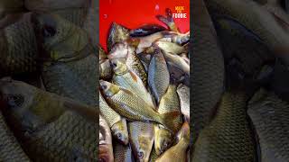 Famous Kashmiri Fish Pakora in dal lake shorts food