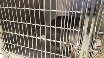 Cat wakes up after being neutered