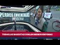Indignación en Bolívar: denuncian envenenamiento masivo de perros y exigen justicia