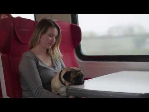 Dog Train - East Midlands Trains