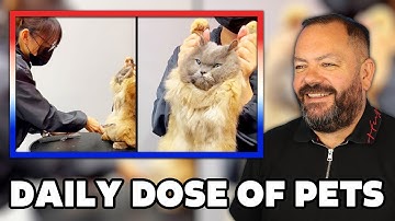 Cats Are So Done With Us REACTION | OFFICE BLOKES REACT!!