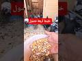 أكل الحمام الزاجل Pigeon حمام زاجل 