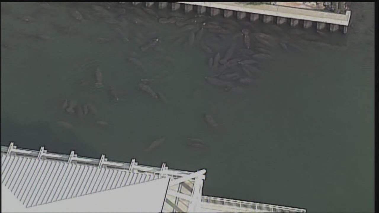 Chopper 5: Manatees gather at FPL plant