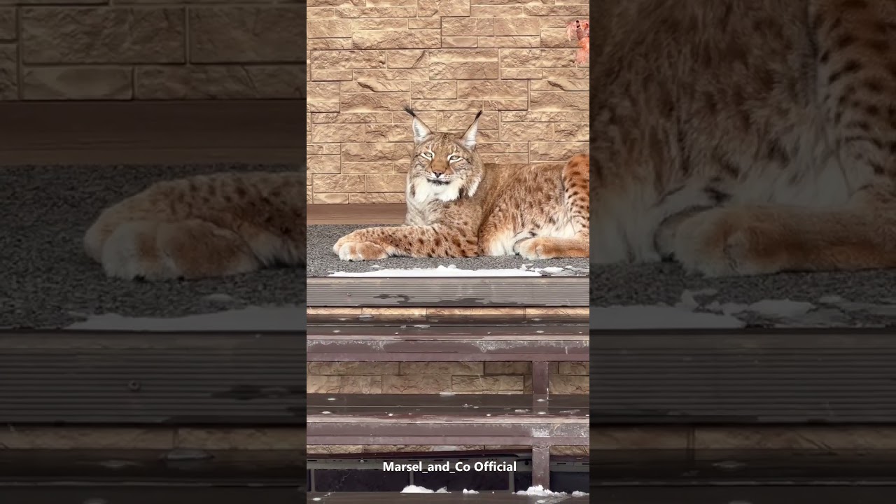 The Best Security Guard Marsel 