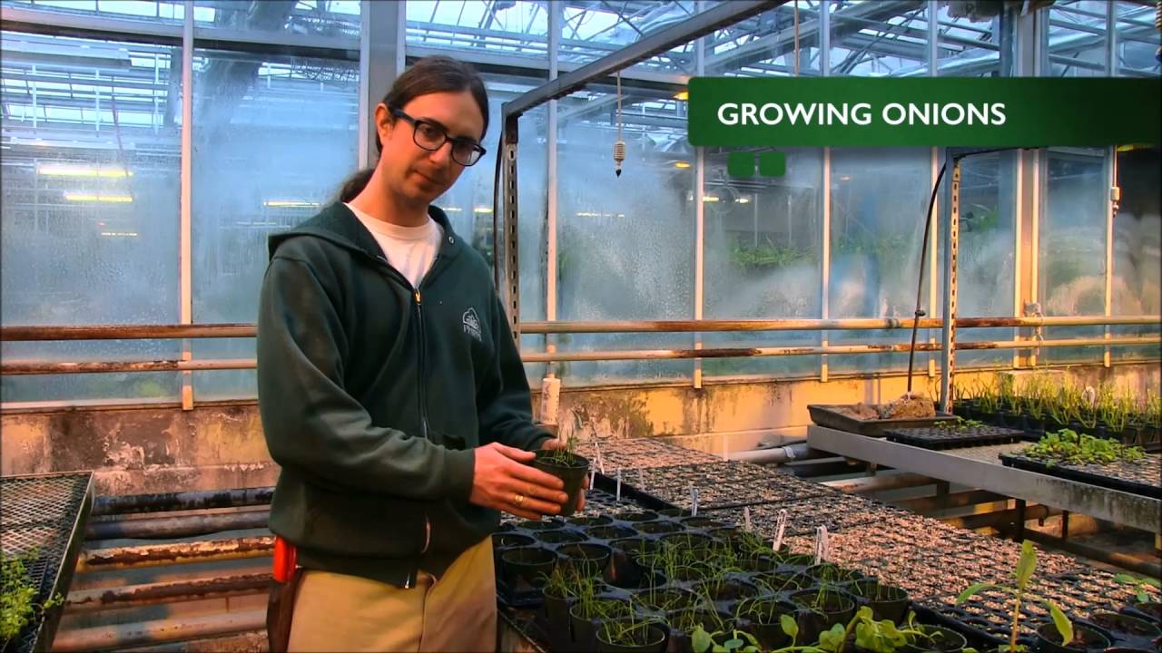 How to Grow Onions 
