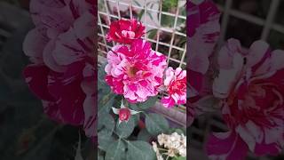 Beauty of Roses | Abrakadabra Rose | rose gardening