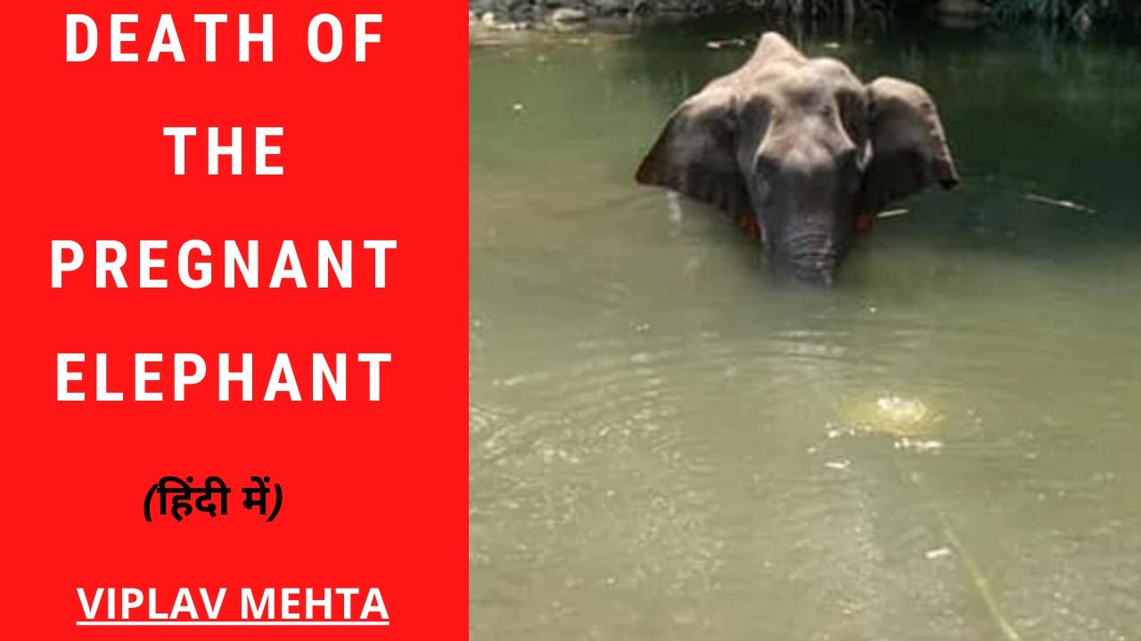 Death of Pregnant Elephant Why do these incidents happen