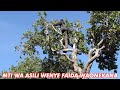 Mti Wa Asili Wenye Faida Nne Za Kiuchumi Waonekana Kigoma 