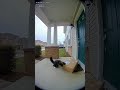 Wait until you see what it does!!! #funny #cat #ai #memes #tiktok