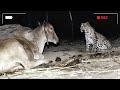 Фермер устанавливает камеру, чтобы узнать, почему леопард навещает свою корову ночью