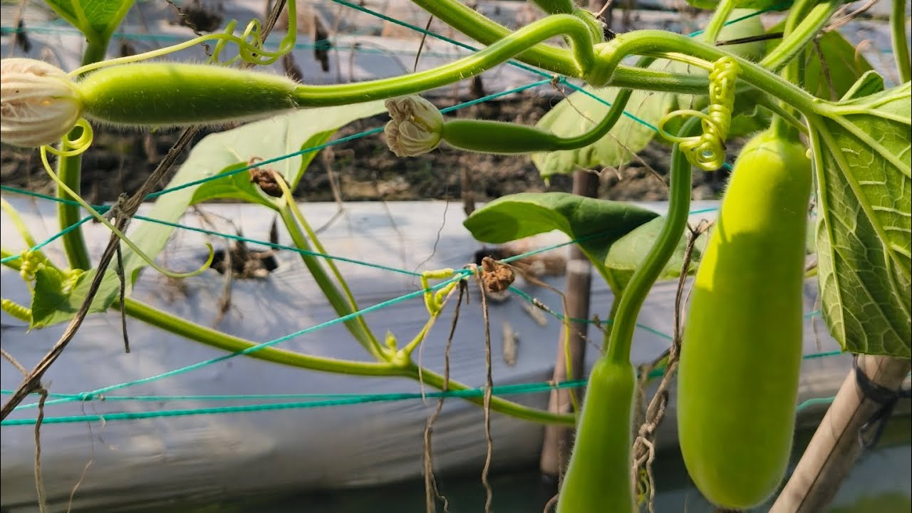 Phòng ngừa rụng Bông rụng trái non trên cây bầu hiệu quả nhất 