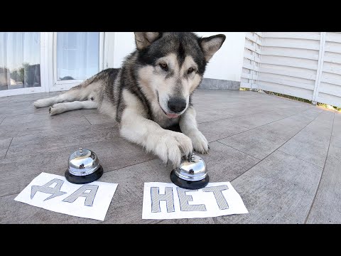 СОБАКА РАЗГОВАРИВАЕТ / Самые умные собаки в мире / Хаски отвечает на вопросы