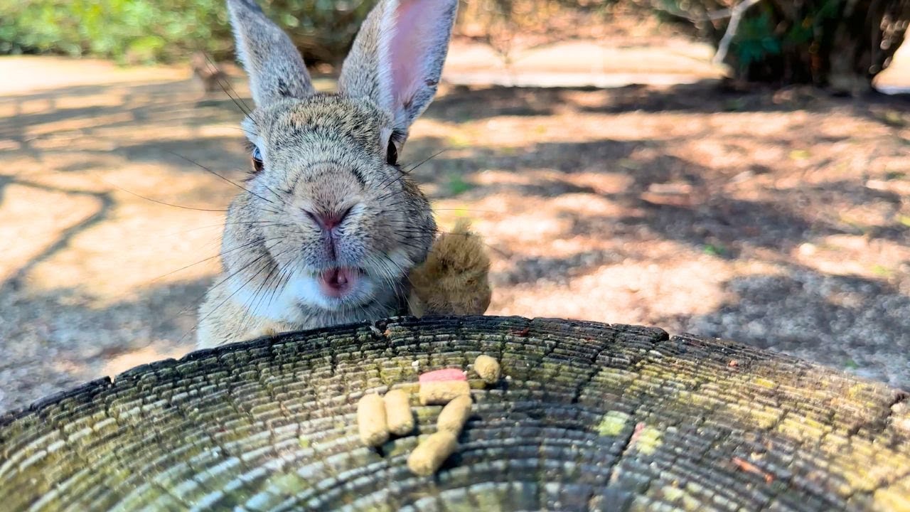 На острове обитает 600 диких кроликов. Путешествие в одиночку на Кроличий остров в Японии.