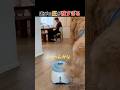 遊んでくれるまでボール飛んでくるやつｗｗ #ゴールデンレトリバー #犬動画 #遊べの圧よ #癒し動画 #shorts