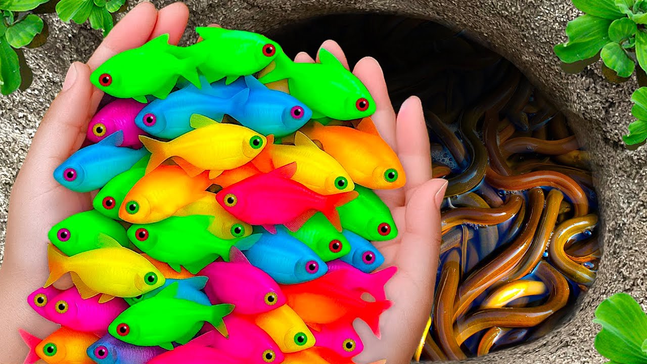 Incredible Catch Beautiful Aquarium Fish In Giant Colorful Eggs, Magenta Guppy, Koi, Baby Turtle