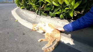 Ginger tabby cat sleeping by the seaside road
