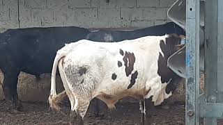 ganaderia brava la hechando de comer a los toros bravos y un cabestro.joven