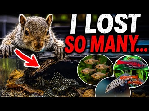 A Squirrel and a man named Henry KILLED my fish