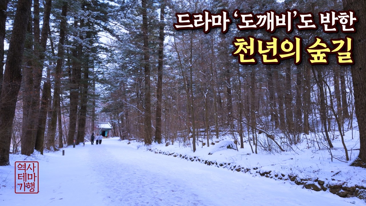 드라마 '도깨비'도 천년의 숲길, 걷기만 해도 치유되는 오대산 월정사 #오대산 #상원사 #강원도여행 #겨울여행 #설경 #전나무숲길 #국내여행 #역사여행 #세조 #문수보살