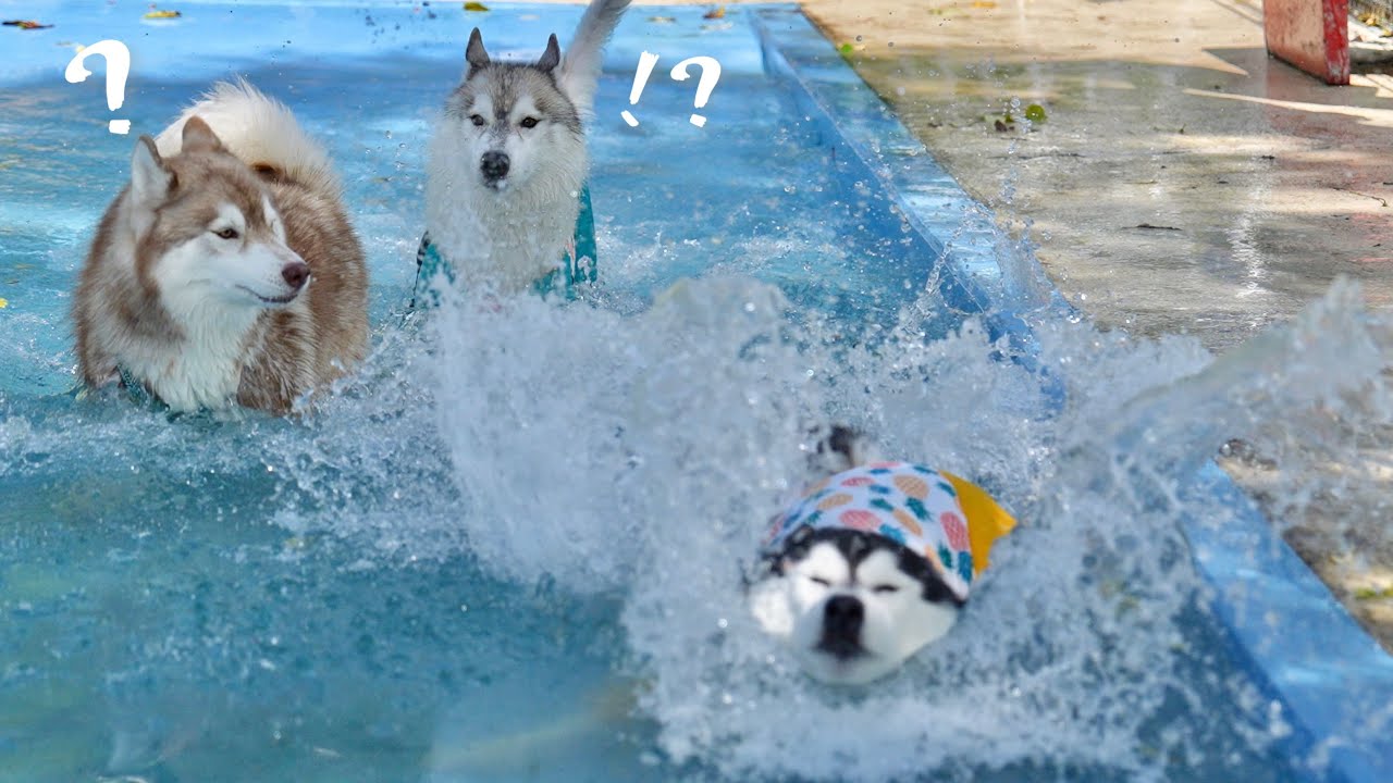 【衝撃】盛大にズッコケてプールの底に沈んだドジなハスキー犬がこちら...笑　【シベリアンハスキー】
