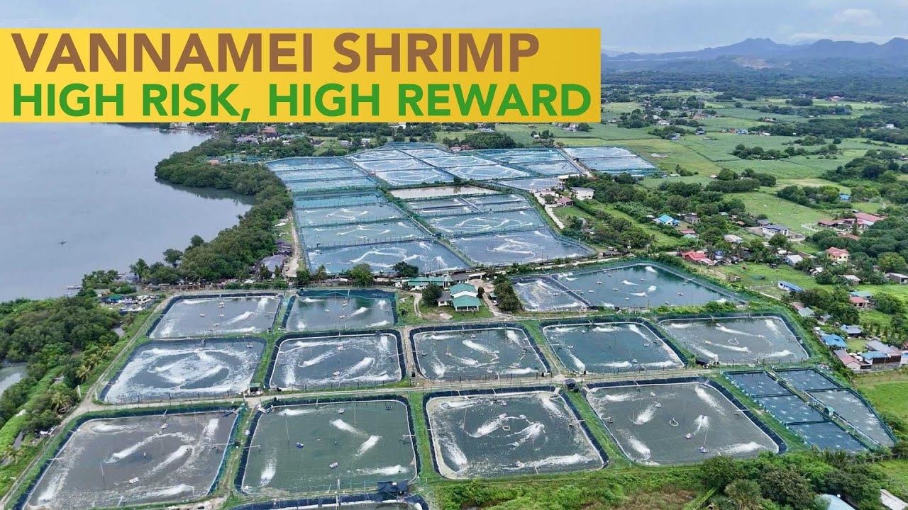 Kumusta ang Kita sa Vannamei Shrimps? High Risk pero High Reward!