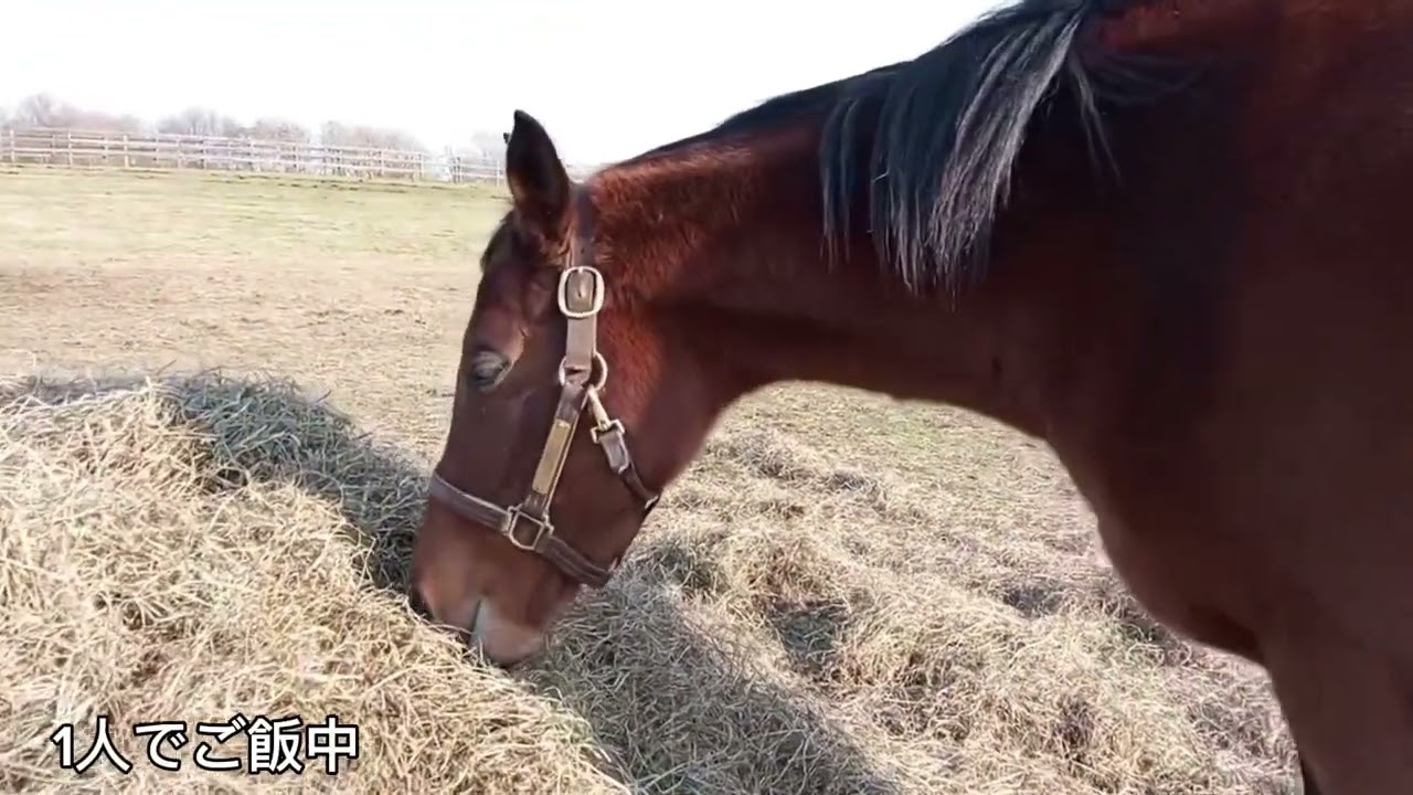 競馬 JRA ダイワスカーレットゴールドシップ など フィギア9点