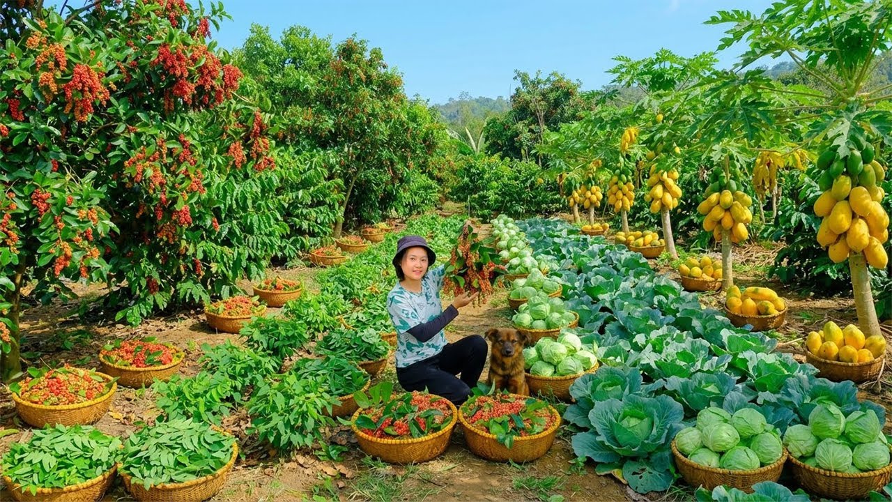 Relax With Harvesting Produce: Papaya, Sweet Leaf, Choi Moi Greens, Cabbage, Puffed Rice, Pineapple
