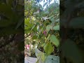 olmamış meyvelerimizi koparıyorlar