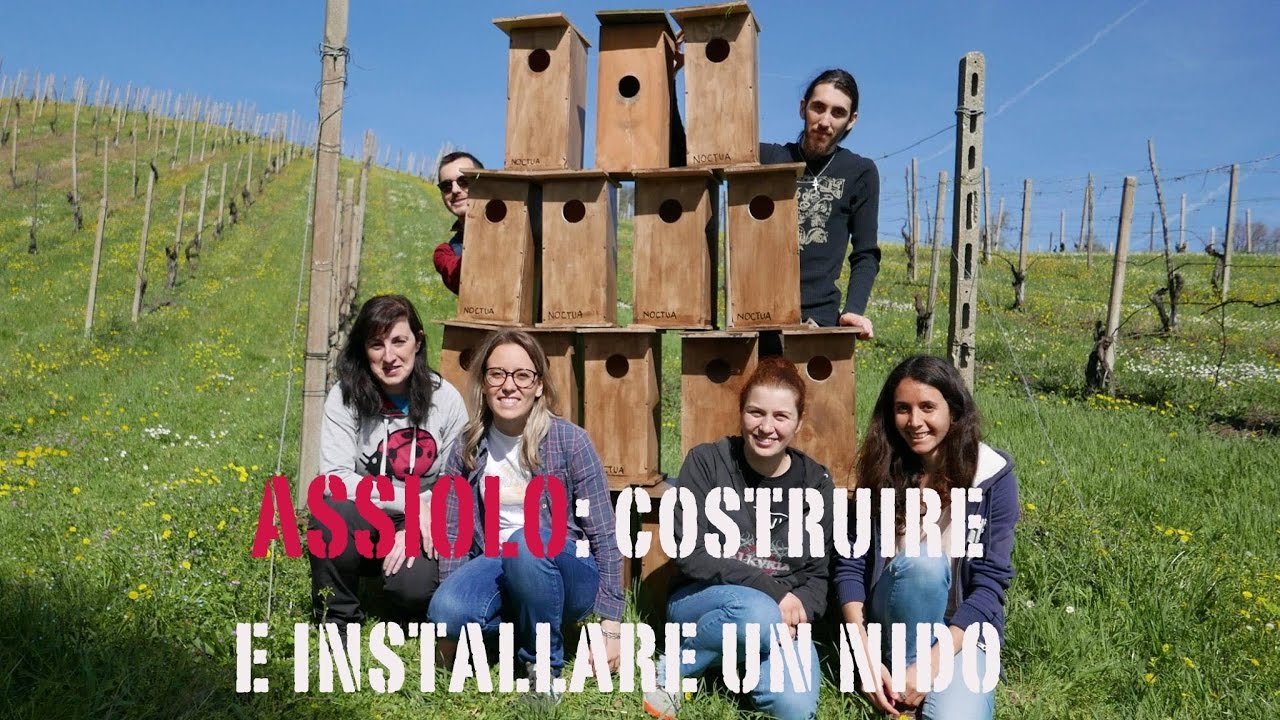 Assiolo, costruire e installare un nido: progetto scientifico nei vigneti di Villa Barattieri