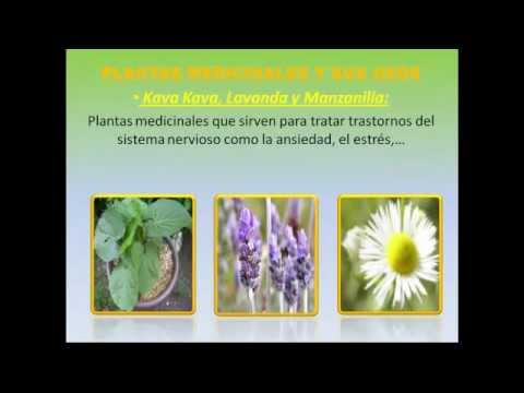 Plantas Beneficiosas Para La Salud Plantas Medicinales Y Sus Usos