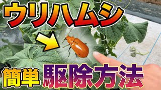 【害虫駆除】キュウリ栽培で必ず必要なウリハムシ対策を教えます。家庭であるのもで簡単に捕まえられます！