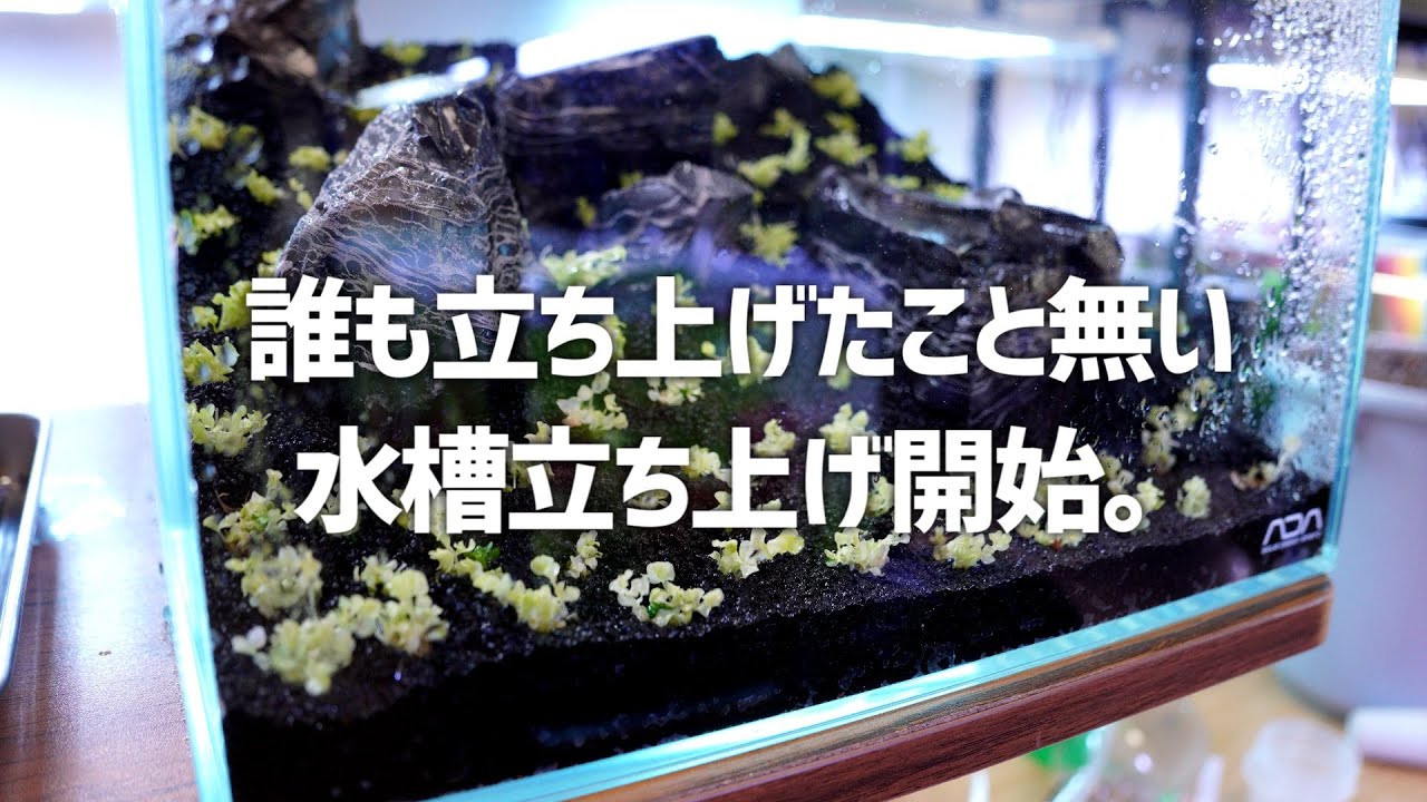 Started to launch a dream concept aquarium. #484 [Aquarium - YouTube