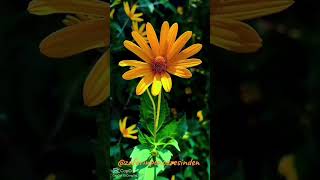 Bi̇rya Kenê Teme (Seni̇n Gülmeni̇ Özledi̇m) Resimi