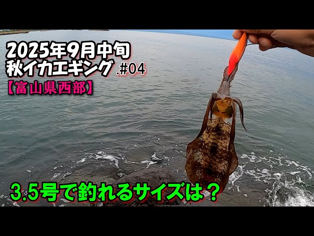 2025年秋イカエギング#04 】3.5号で釣れるサイズは？富山県西部で良型