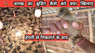 Duck farming/बतख पालन में ब्रुडिग का महत्व कैसे करे ब्रूडिंग पूरी जानकारी इस वीडियो में screenshot 4