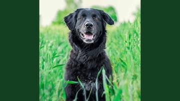 Pulsating Ambiance for Calming Down with Puppy