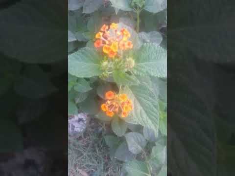 شجرة المينا لانتا كمارا وأهم مخاطرها وفوائدها اعداد سعد كامل