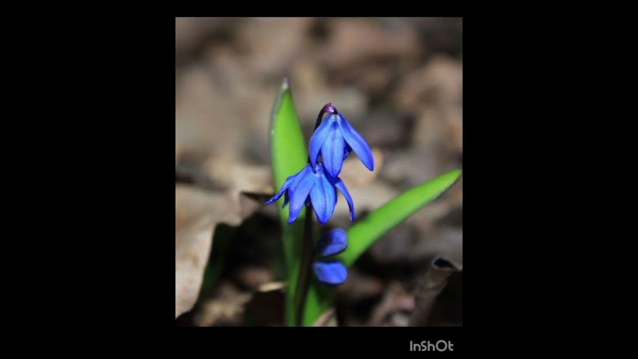 Розвиток мовлення. Читання вірша М. Познанської 