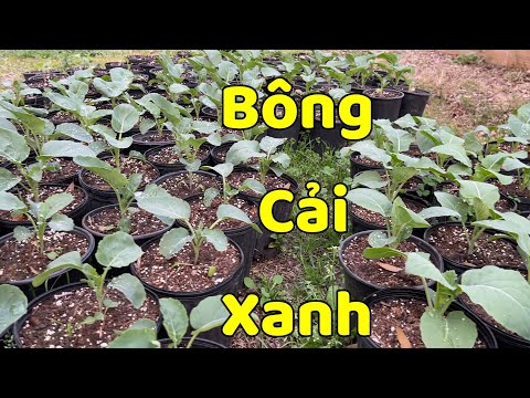 Video: Cách trồng cây hàng rào (có hình ảnh)