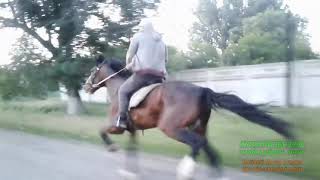 Kırgızistan f-16 rahvan atları. Uçak... Yerli atlara dair. Resimi