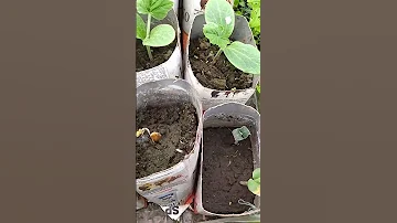 как отличить рассаду тыквы и кабачка