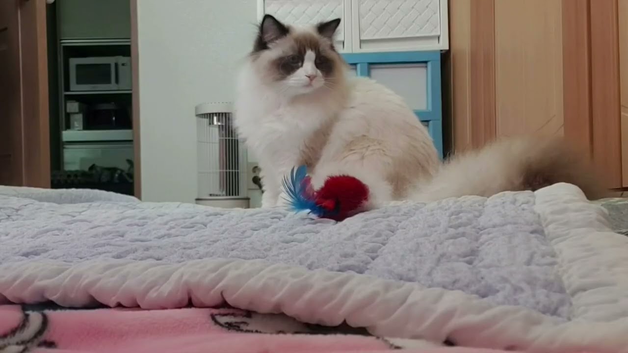 요미(이불속을 좋아하는 고양이)