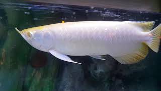 Albino Cross Back Mbi