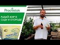 Фитофтора томатов и картофеля. Как лечить фитофтороз?